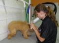 PREMIER TOILETTAGE D'EDEN CHEZ CANI-COIFF