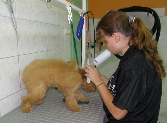 PREMIER TOILETTAGE D'EDEN CHEZ CANI-COIFF