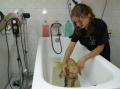 PREMIER TOILETTAGE D'EDEN CHEZ CANI-COIFF