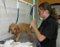 PREMIER TOILETTAGE D'EDEN CHEZ CANI-COIFF