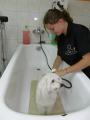 PREMIER TOILETTAGE D'EDEN CHEZ CANI-COIFF