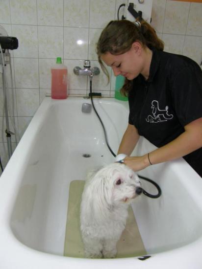 PREMIER TOILETTAGE D'EDEN CHEZ CANI-COIFF