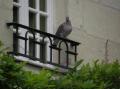 LE PIGEON PERCHE