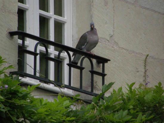 LE PIGEON PERCHE