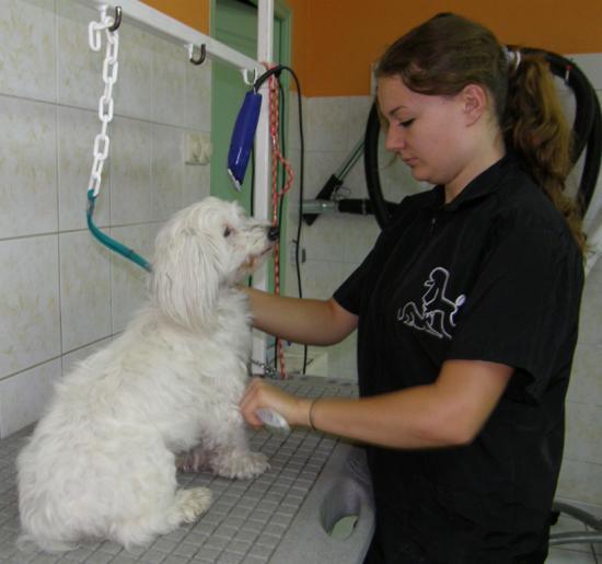PREMIER TOILETTAGE D'EDEN CHEZ CANI-COIFF