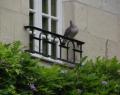 LE PIGEON PERCHE