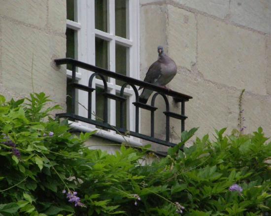 LE PIGEON PERCHE