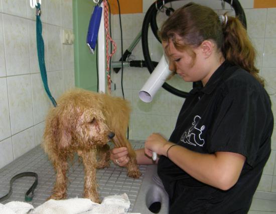 PREMIER TOILETTAGE D'EDEN CHEZ CANI-COIFF