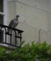 LE PIGEON PERCHE