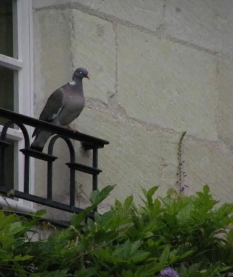 LE PIGEON PERCHE