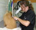 PREMIER TOILETTAGE D'EDEN CHEZ CANI-COIFF