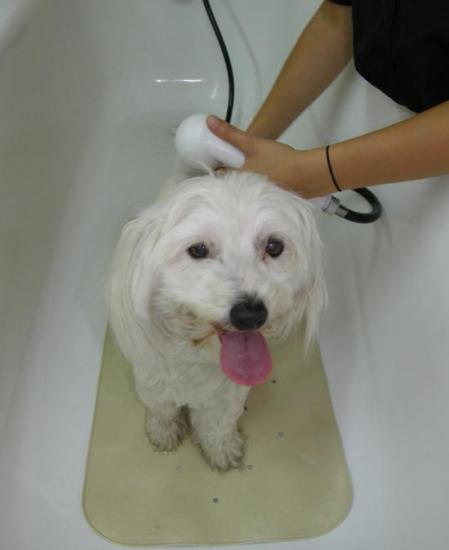 PREMIER TOILETTAGE D'EDEN CHEZ CANI-COIFF