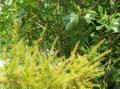 LE JARDIN DES PLANTES DE SAUMUR