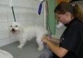 PREMIER TOILETTAGE D'EDEN CHEZ CANI-COIFF