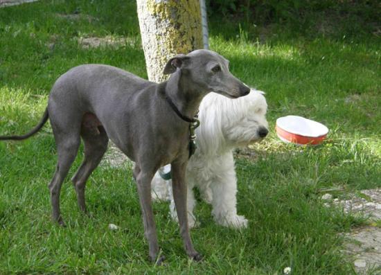 LIO & STYX
