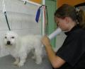 PREMIER TOILETTAGE D'EDEN CHEZ CANI-COIFF