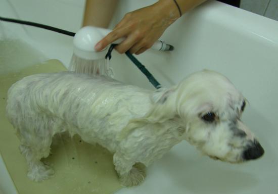PREMIER TOILETTAGE D'EDEN CHEZ CANI-COIFF
