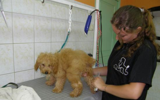 PREMIER TOILETTAGE D'EDEN CHEZ CANI-COIFF