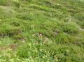 AU PUY MARY (15)
