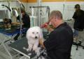 PREMIER TOILETTAGE D'EDEN CHEZ CANI-COIFF