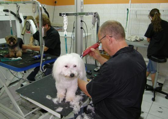 PREMIER TOILETTAGE D'EDEN CHEZ CANI-COIFF