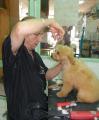 PREMIER TOILETTAGE D'EDEN CHEZ CANI-COIFF