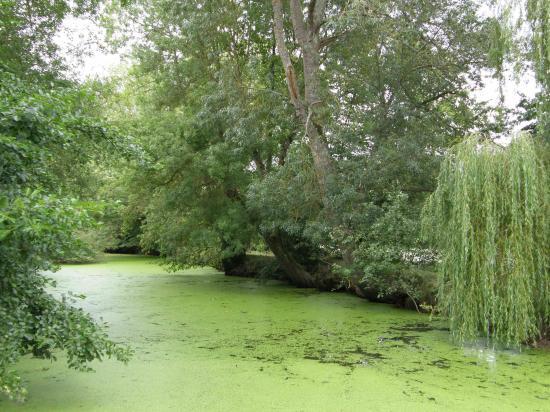 LA VENISE VERTE EN SAUMUROIS