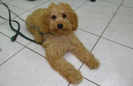 PREMIER TOILETTAGE D'EDEN CHEZ CANI-COIFF