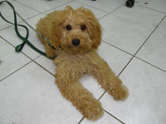 PREMIER TOILETTAGE D'EDEN CHEZ CANI-COIFF