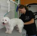PREMIER TOILETTAGE D'EDEN CHEZ CANI-COIFF