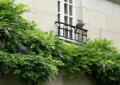 LE PIGEON PERCHE