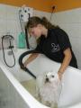 PREMIER TOILETTAGE D'EDEN CHEZ CANI-COIFF
